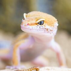 ヤモリgecko-2299365_1280