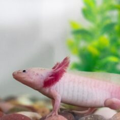 ウーパールーパー②fish-5415388_1280