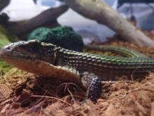 06.オニプレートトカゲ